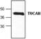Caspase recruitment domain-containing protein 8 antibody, GTX59907, GeneTex, Western Blot image 