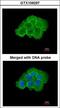 Mitogen-Activated Protein Kinase Kinase Kinase Kinase 5 antibody, LS-C186062, Lifespan Biosciences, Immunocytochemistry image 