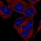 Fibroblast Growth Factor 14 antibody, PA5-65584, Invitrogen Antibodies, Immunofluorescence image 