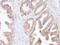 Folate Hydrolase 1 antibody, GTX02639, GeneTex, Immunohistochemistry paraffin image 