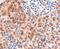 Frizzled Class Receptor 8 antibody, 45-636, ProSci, Enzyme Linked Immunosorbent Assay image 