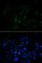 BMP And Activin Membrane Bound Inhibitor antibody, MBS9125322, MyBioSource, Immunofluorescence image 