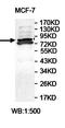 Zinc Finger Protein 268 antibody, orb78046, Biorbyt, Western Blot image 