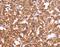 Cysteine Rich Secretory Protein 3 antibody, MBS2521564, MyBioSource, Immunohistochemistry frozen image 