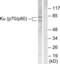 X-Ray Repair Cross Complementing 6 antibody, LS-B8389, Lifespan Biosciences, Western Blot image 
