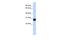 Transcription Elongation Factor A Like 4 antibody, PA5-69687, Invitrogen Antibodies, Western Blot image 