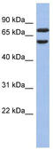 G Protein Nucleolar 3 Like antibody, TA344199, Origene, Western Blot image 