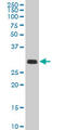 TATA-Box Binding Protein Associated Factor 11 antibody, LS-C133465, Lifespan Biosciences, Western Blot image 