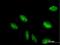  antibody, H00006936-B01P, Novus Biologicals, Immunofluorescence image 