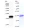 GATA Zinc Finger Domain Containing 2A antibody, LS-C342371, Lifespan Biosciences, Western Blot image 