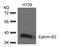 Ephrin B2 antibody, 79-576, ProSci, Western Blot image 