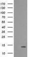 Melan-A antibody, LS-C174642, Lifespan Biosciences, Western Blot image 