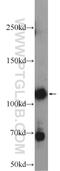 Zinc Finger Protein 451 antibody, 25228-1-AP, Proteintech Group, Western Blot image 