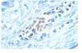 MAPK 1 antibody, sc-7383, Santa Cruz Biotechnology, Immunoprecipitation image 