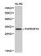 TNF Receptor Superfamily Member 14 antibody, LS-C192944, Lifespan Biosciences, Western Blot image 