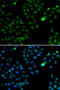 FKBP Prolyl Isomerase 3 antibody, STJ28987, St John