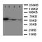 Thioredoxin Reductase 2 antibody, LS-C313042, Lifespan Biosciences, Western Blot image 