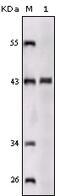 Sortilin-related receptor antibody, 32-217, ProSci, Enzyme Linked Immunosorbent Assay image 