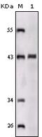 Sortilin Related Receptor 1 antibody, 32-217, ProSci, Enzyme Linked Immunosorbent Assay image 