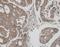 Thioredoxin Reductase 1 antibody, PA5-34685, Invitrogen Antibodies, Immunohistochemistry frozen image 