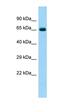 Collagen Type VI Alpha 5 Chain antibody, orb326635, Biorbyt, Western Blot image 