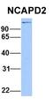 Non-SMC Condensin I Complex Subunit D2 antibody, orb330476, Biorbyt, Western Blot image 