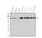 Aconitase 1 antibody, A02781-1, Boster Biological Technology, Western Blot image 