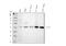 Sirtuin 7 antibody, PB9358, Boster Biological Technology, Western Blot image 