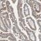 Transmembrane And Immunoglobulin Domain Containing 2 antibody, PA5-52787, Invitrogen Antibodies, Immunohistochemistry frozen image 