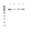 Scribble Planar Cell Polarity Protein antibody, A01651, Boster Biological Technology, Western Blot image 