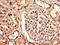 Dipeptidase 1 antibody, LS-C672572, Lifespan Biosciences, Immunohistochemistry paraffin image 