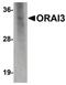 ORAI Calcium Release-Activated Calcium Modulator 3 antibody, MA5-15778, Invitrogen Antibodies, Western Blot image 