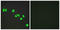 Nuclear Receptor Corepressor 2 antibody, LS-C199303, Lifespan Biosciences, Immunofluorescence image 