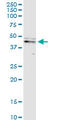 Caspase 9 antibody, LS-C196819, Lifespan Biosciences, Western Blot image 