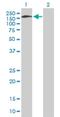 Synaptosome Associated Protein 91 antibody, H00009892-B01P, Novus Biologicals, Western Blot image 