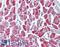 GUAA antibody, LS-B4476, Lifespan Biosciences, Immunohistochemistry paraffin image 