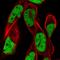 Remodeling And Spacing Factor 1 antibody, HPA064567, Atlas Antibodies, Immunofluorescence image 