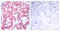 GATA Binding Protein 1 antibody, LS-C117363, Lifespan Biosciences, Immunohistochemistry frozen image 