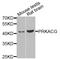 cAMP-dependent protein kinase catalytic subunit gamma antibody, STJ110026, St John