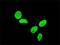 T-Box 3 antibody, H00006926-M03, Novus Biologicals, Immunofluorescence image 