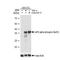 Eukaryotic Translation Initiation Factor 2 Subunit Alpha antibody, GTX00965, GeneTex, Western Blot image 