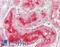 Alkaline Phosphatase, Biomineralization Associated antibody, LS-B8944, Lifespan Biosciences, Immunohistochemistry frozen image 