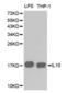 Interleukin 10 antibody, abx001783, Abbexa, Western Blot image 