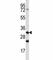 Cathepsin Q antibody, F40030-0.4ML, NSJ Bioreagents, Western Blot image 