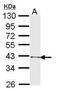 TAL BHLH Transcription Factor 1, Erythroid Differentiation Factor antibody, PA5-30586, Invitrogen Antibodies, Western Blot image 