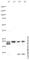 Myosin Light Chain 2 antibody, ab79935, Abcam, Western Blot image 