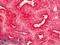 G Protein Subunit Alpha Q antibody, LS-B6346, Lifespan Biosciences, Immunohistochemistry paraffin image 