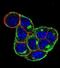 Cyclin D1 antibody, abx032474, Abbexa, Immunofluorescence image 