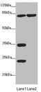 Mitochondrial TRNA Translation Optimization 1 antibody, LS-C676091, Lifespan Biosciences, Western Blot image 