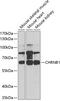 Cholinergic Receptor Nicotinic Beta 1 Subunit antibody, GTX32988, GeneTex, Western Blot image 